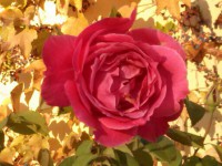 /album/fotogaleria-inicio/a3907-jpg/